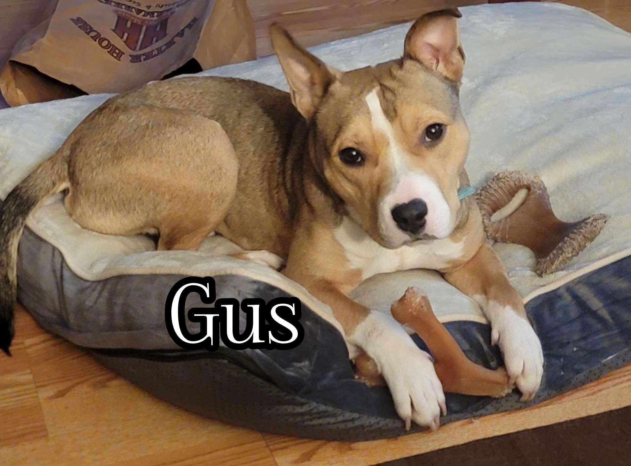 Enlarge Gus, a Adoptable mixed breed in Branson, MO image 5/6