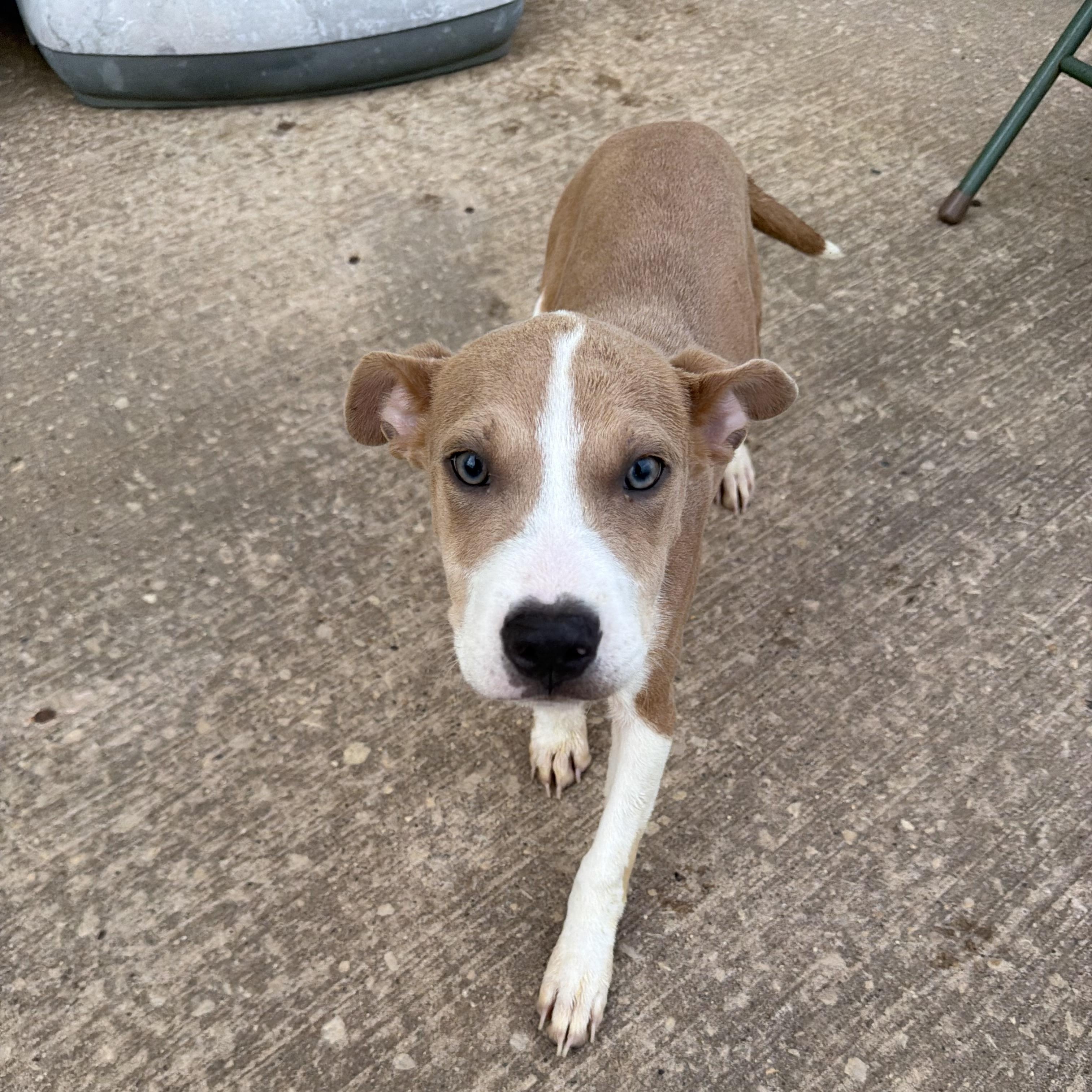Chloe, Adoptable, Puppy Female Terrier.