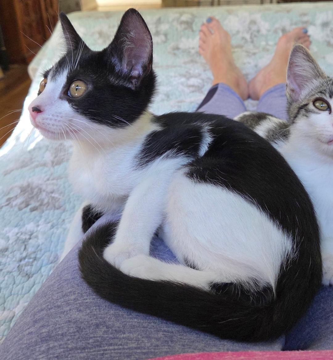 Ivy, a Adoptable Domestic Short Hair in Oceanside, CA image 3/6