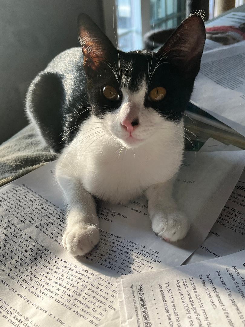 Ivy, Adoptable, Kitten Female Domestic Short Hair.