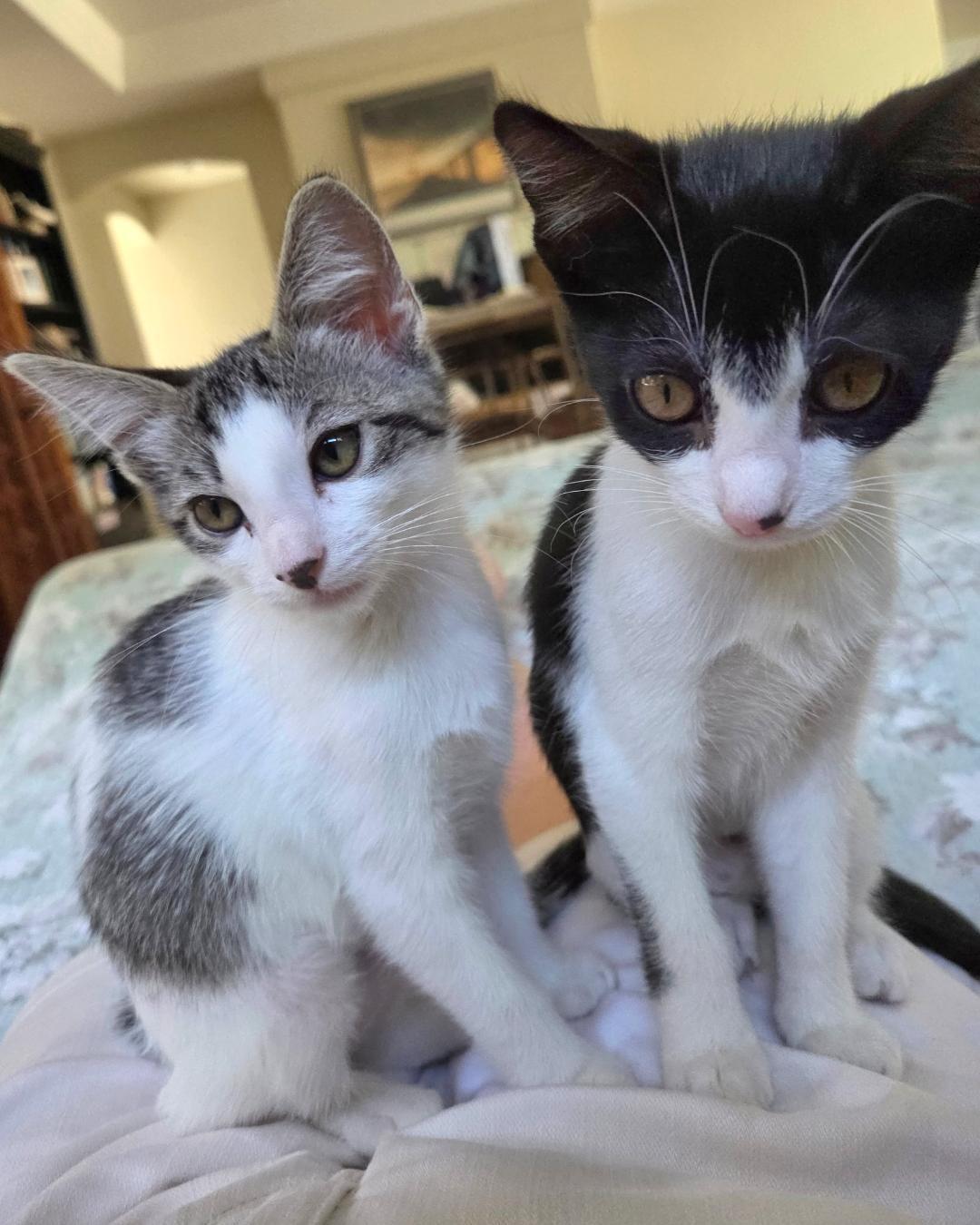 Ivy, a Adoptable Domestic Short Hair in Oceanside, CA image 5/6