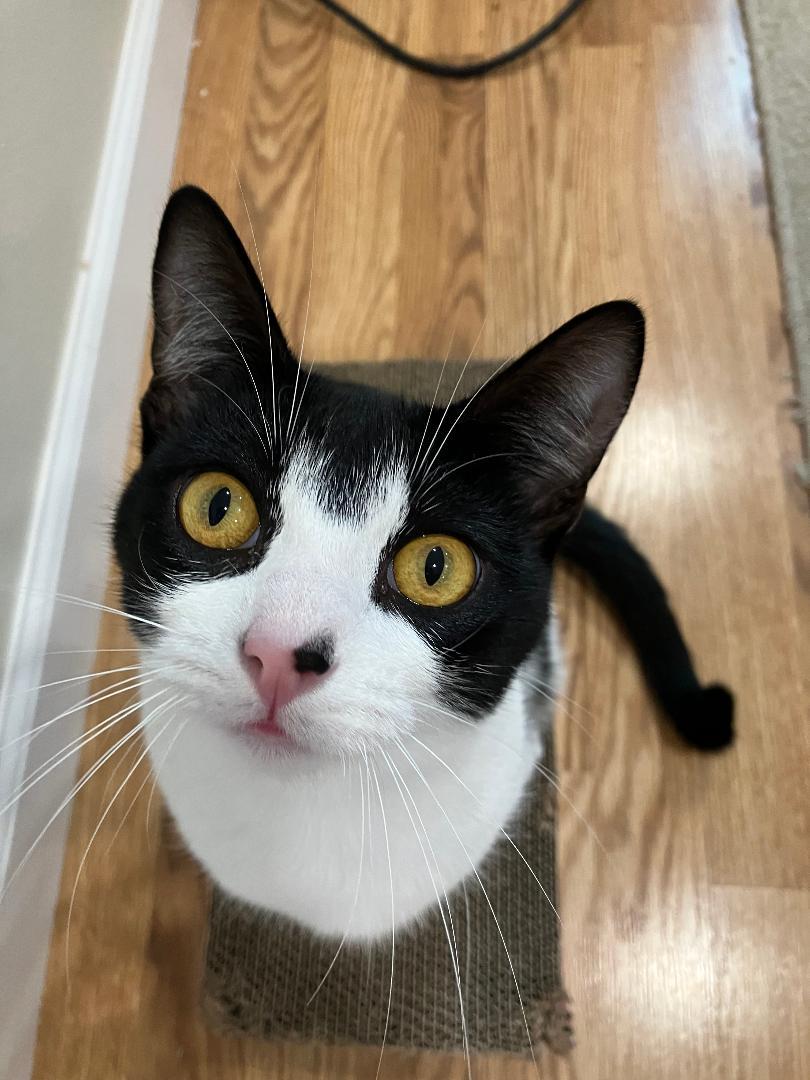 Enlarge Ivy, an adopted Domestic Short Hair in Oceanside, CA image 5/6