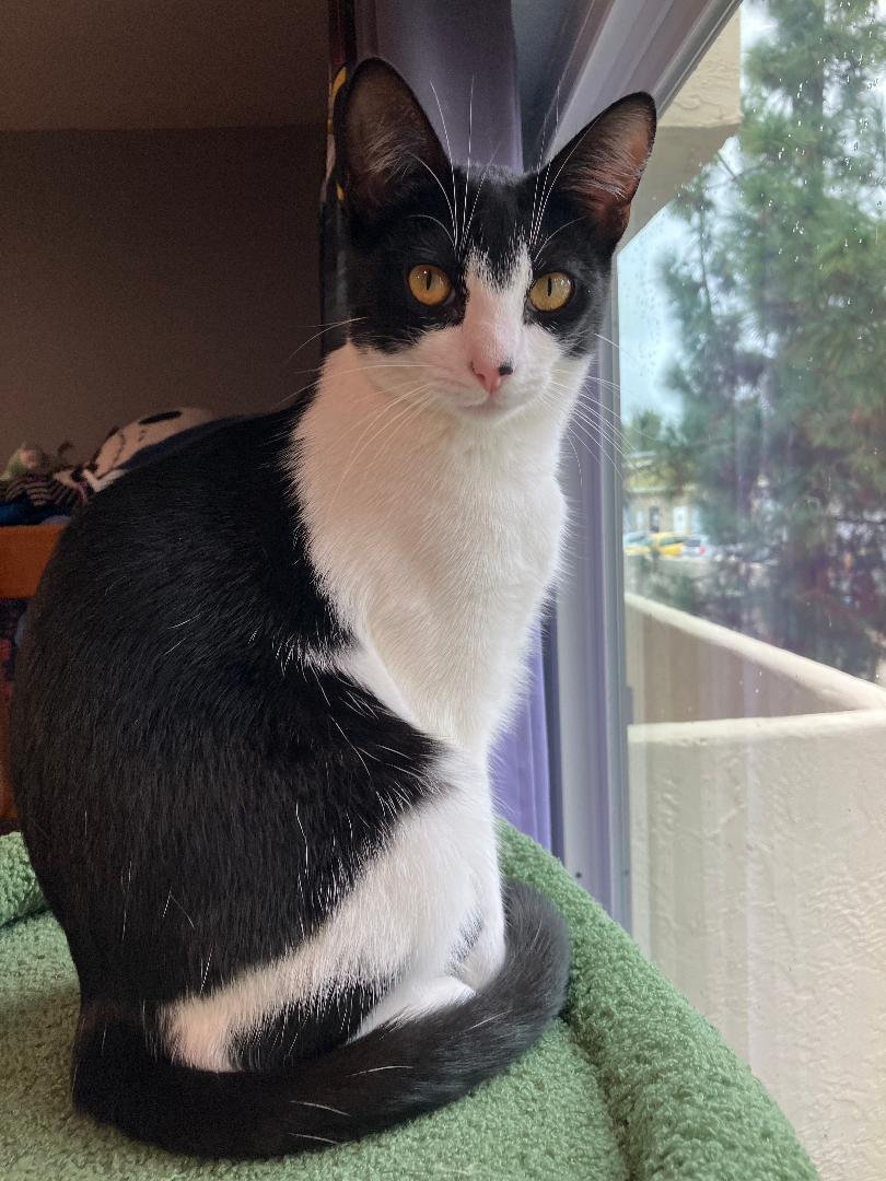 Ivy, Adoptable, Kitten Female Domestic Short Hair.