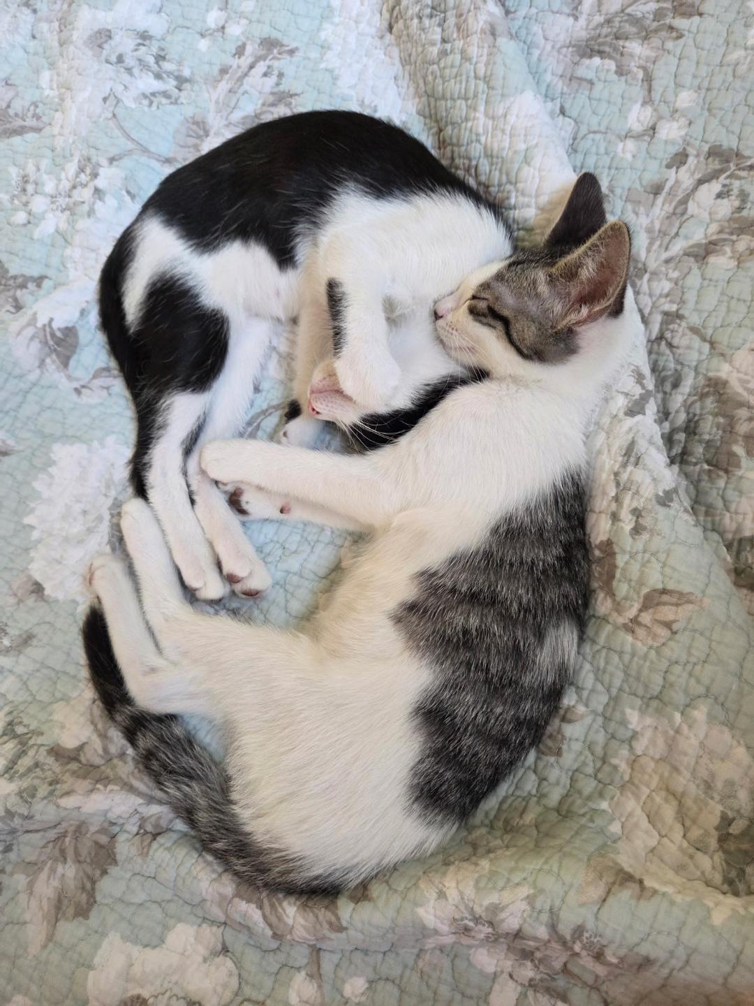 Ivy, a Adoptable Domestic Short Hair in Oceanside, CA image 4/6