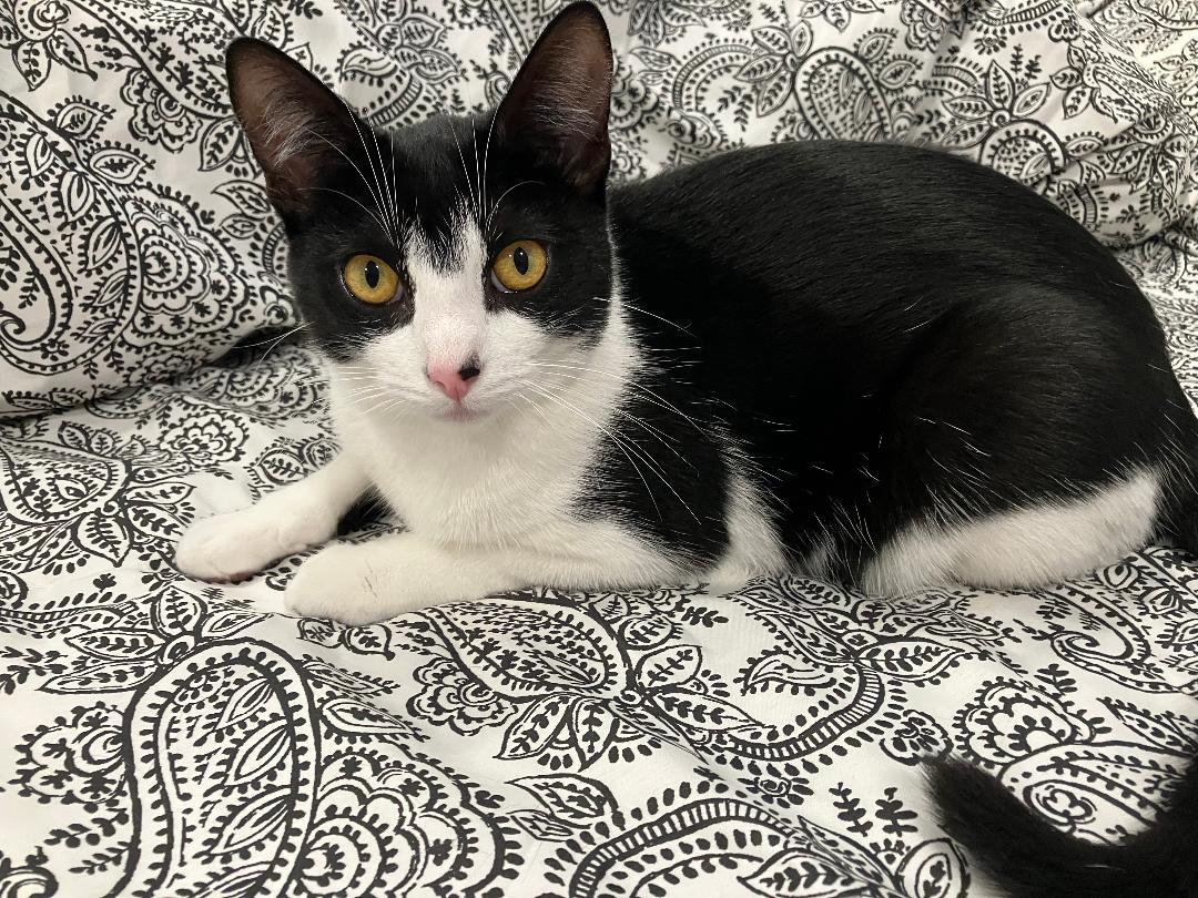 Enlarge Ivy, an adopted Domestic Short Hair in Oceanside, CA image 2/6