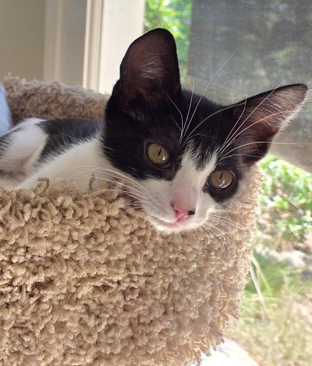 Ivy, a Adoptable Domestic Short Hair in Oceanside, CA image 2/6