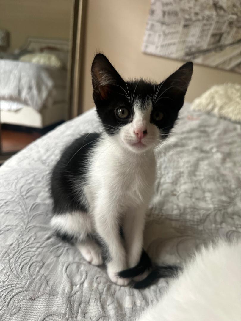 Ivy, a Adoptable Domestic Short Hair in Oceanside, CA image 6/6