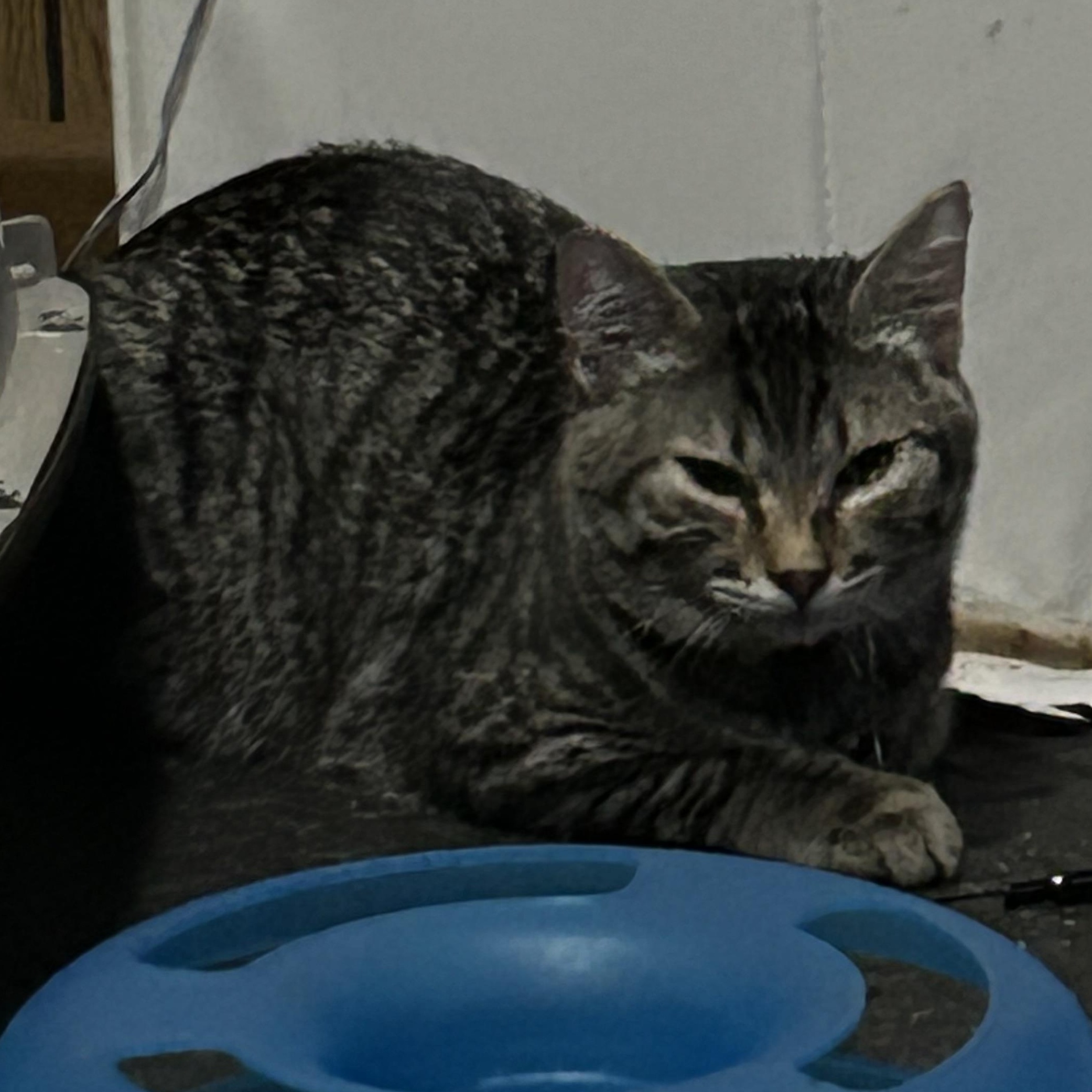 Enlarge Splinter, a Adoptable Tabby in Pasco, WA image 6/6