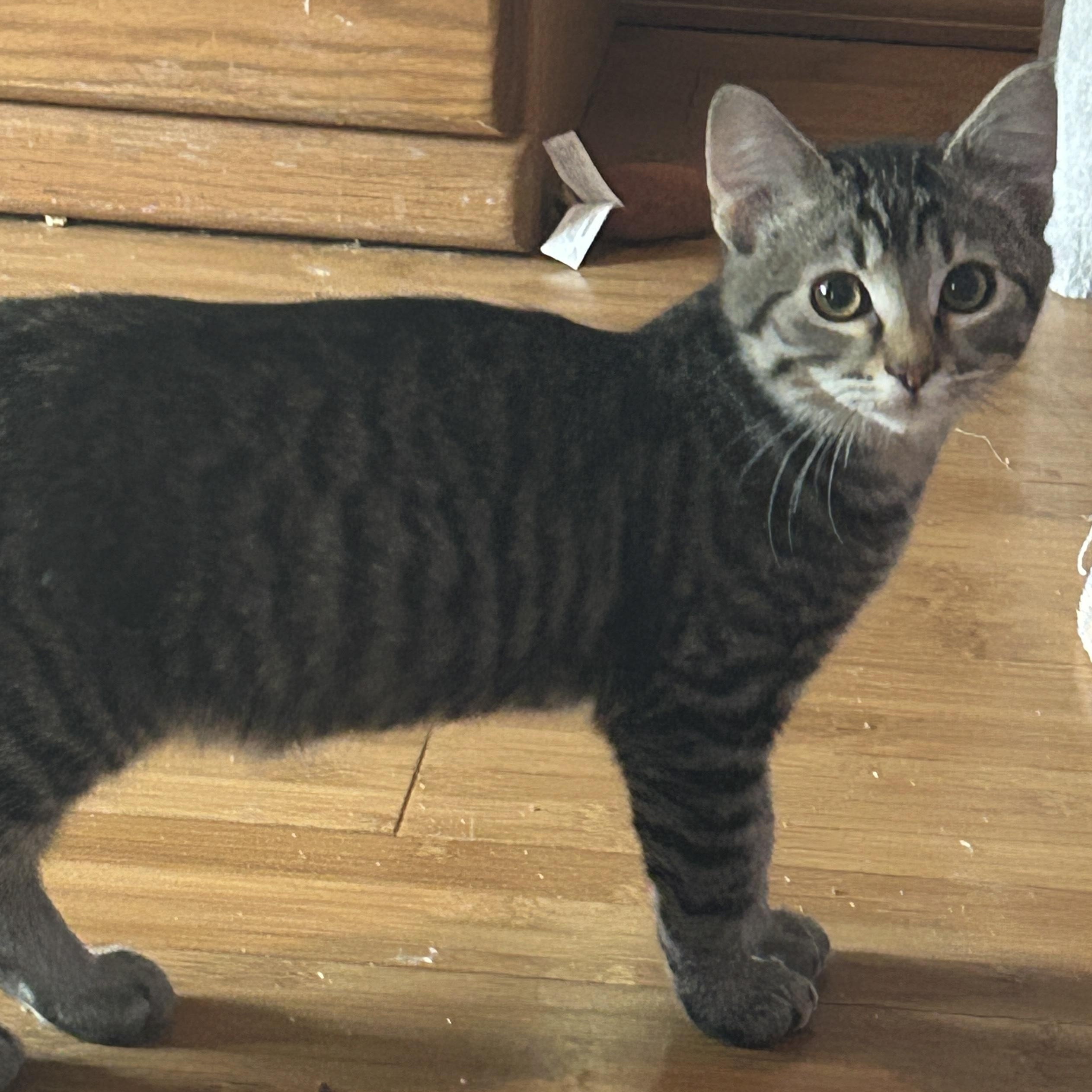 Enlarge Splinter, a ADOPTABLE Tabby in Pasco, WA image 3/3