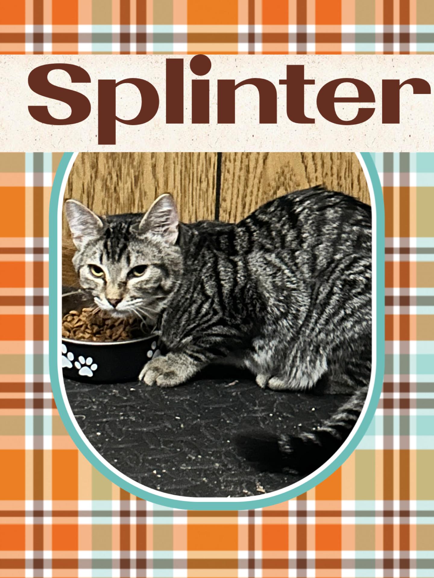 Enlarge Splinter, a Adoptable Tabby in Pasco, WA image 1/6