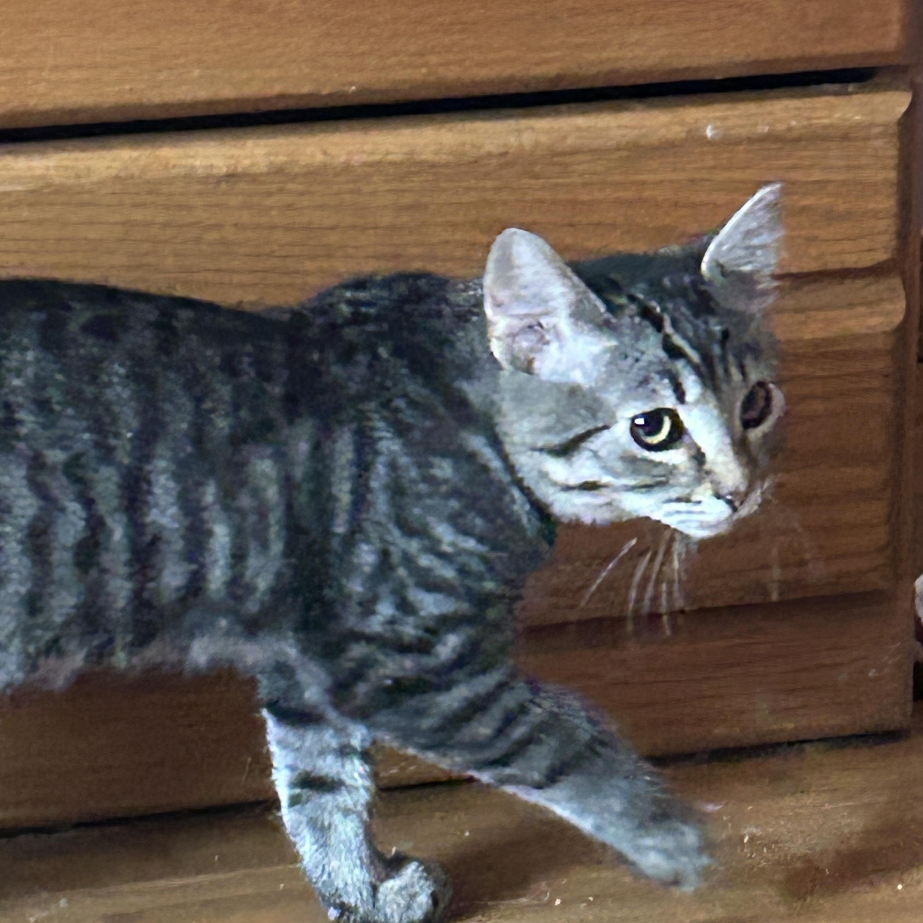 Enlarge Splinter, a ADOPTABLE Tabby in Pasco, WA image 2/3