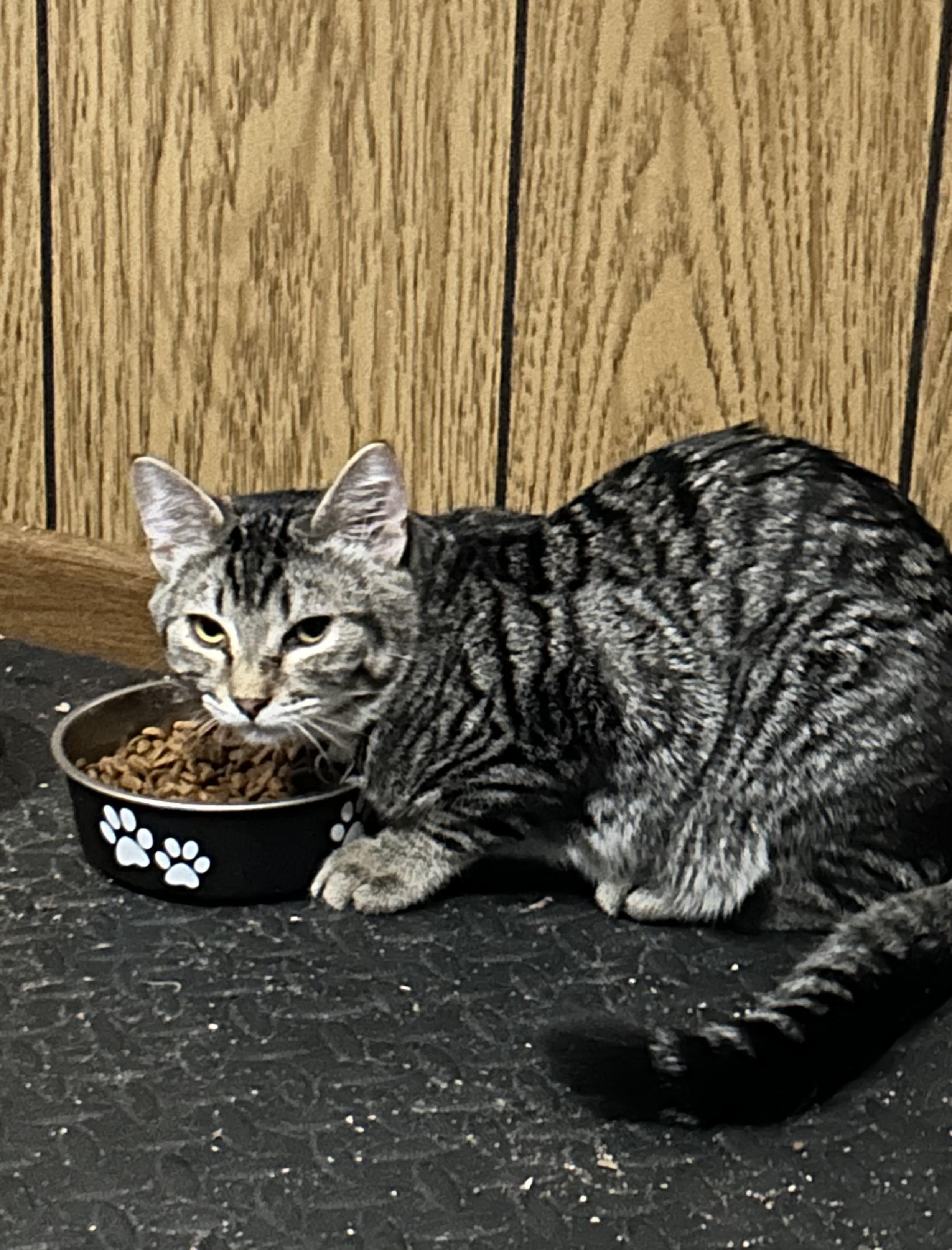 Enlarge Splinter, a Adoptable Tabby in Pasco, WA image 4/6