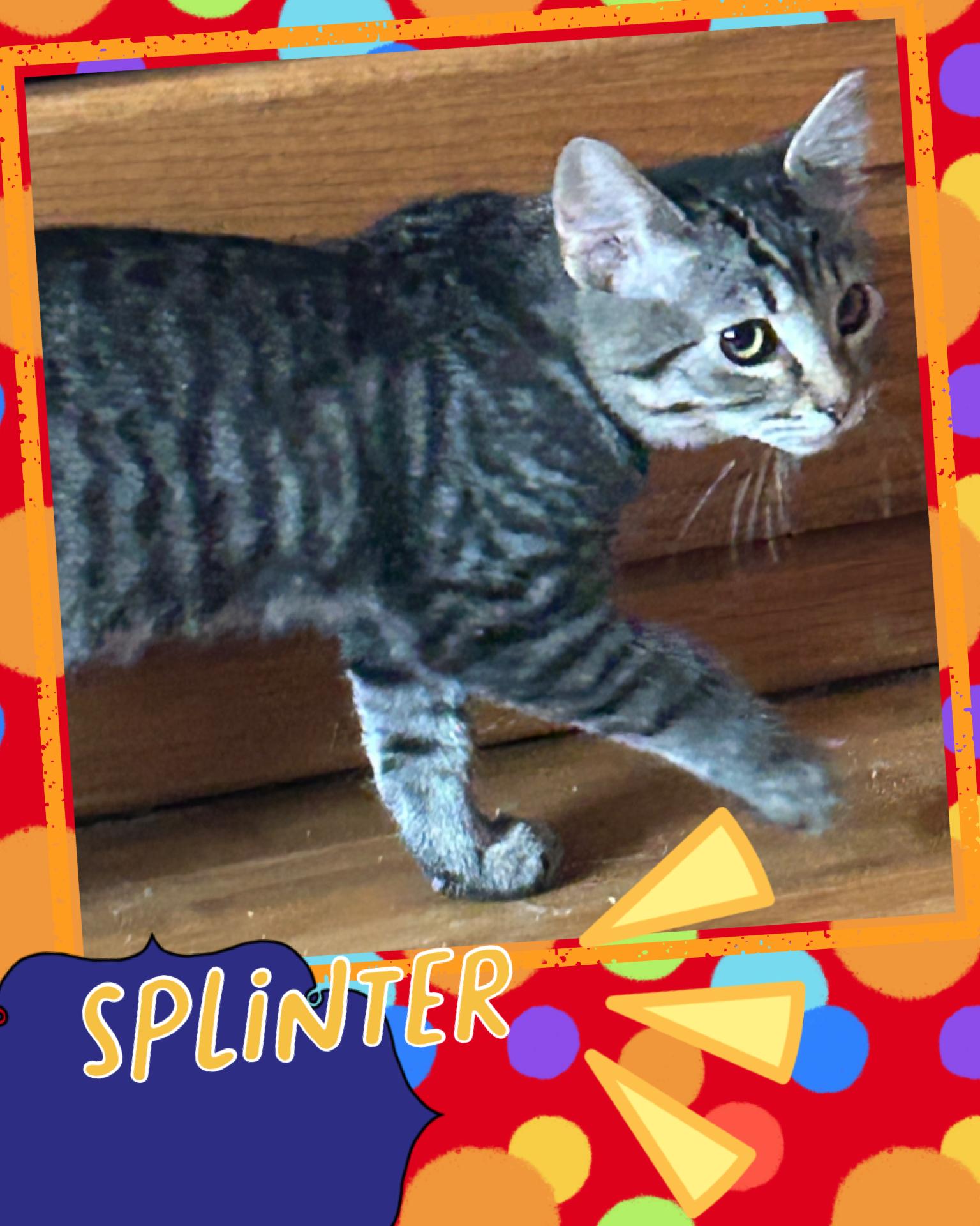 Splinter, ADOPTABLE, Kitten Male Tabby.