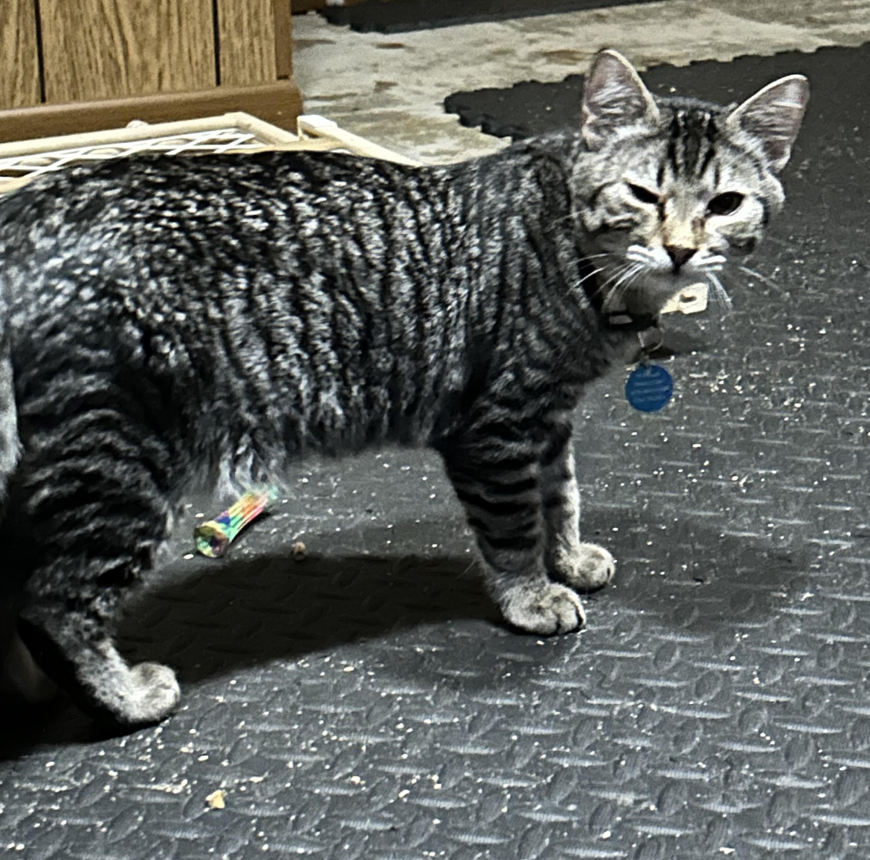 Enlarge Splinter, a Adoptable Tabby in Pasco, WA image 5/6