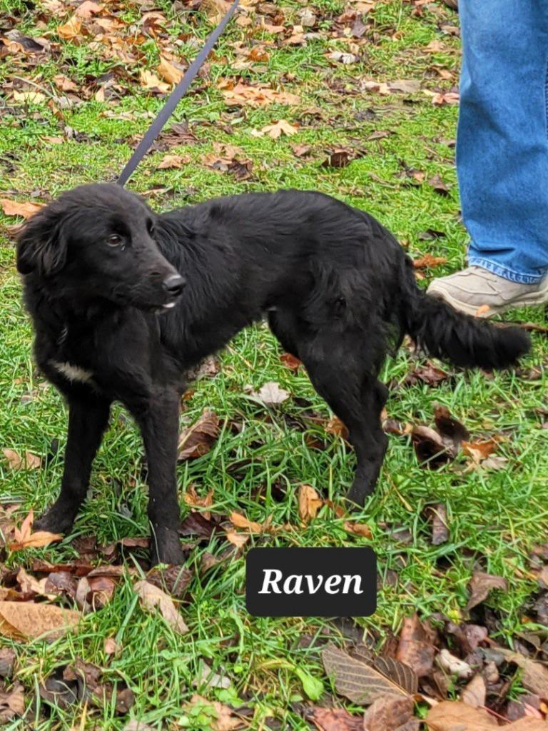 Raven, a Adoptable Collie in Buffalo, MO image 1/3