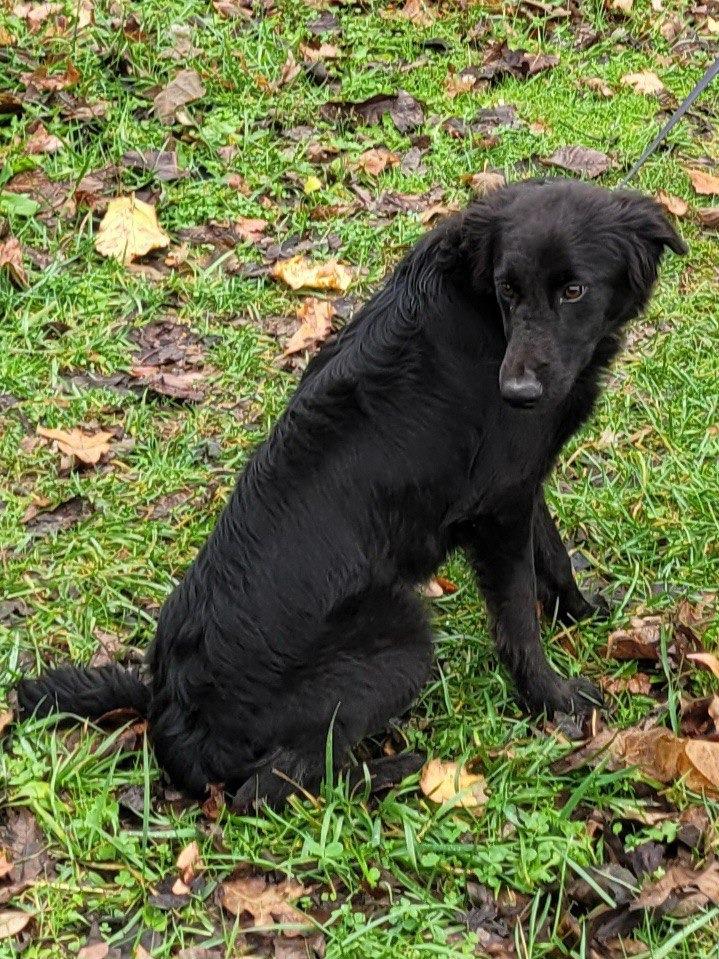 Raven, Adoptable, Young Female Collie.