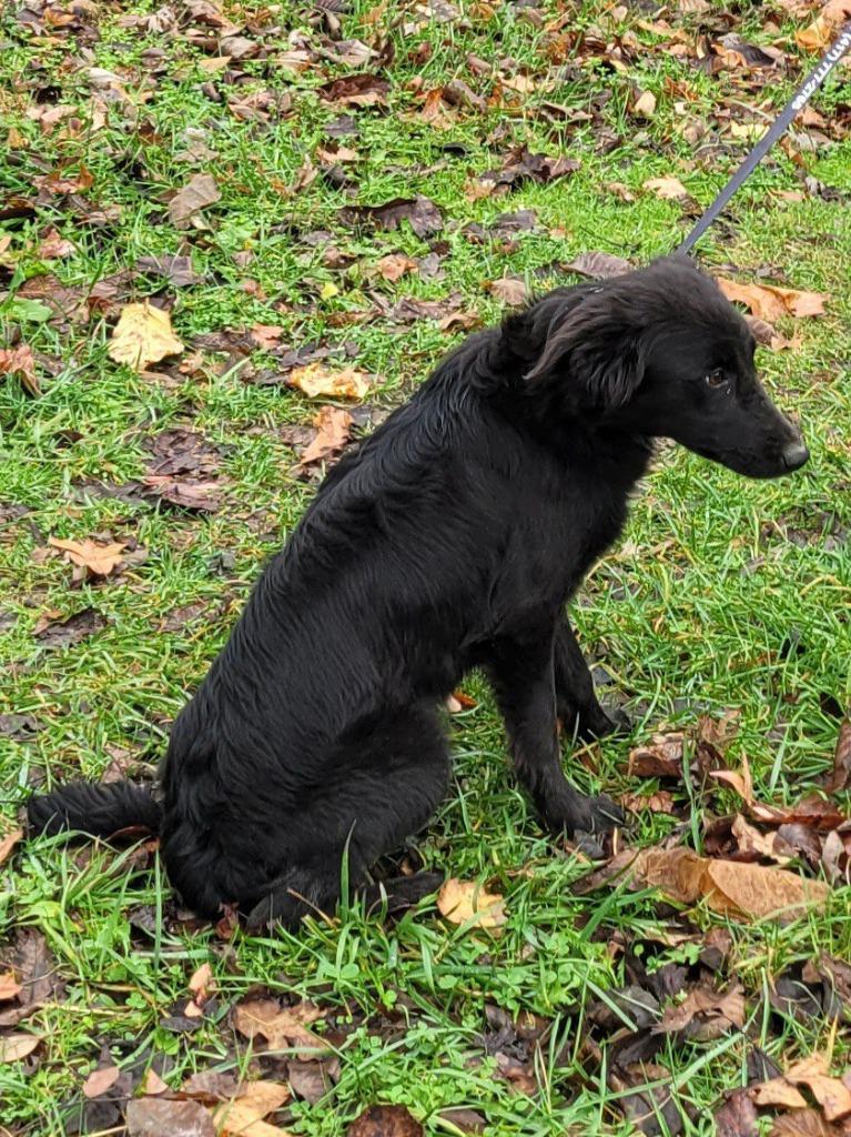 Raven, a Adoptable Collie in Buffalo, MO image 3/3