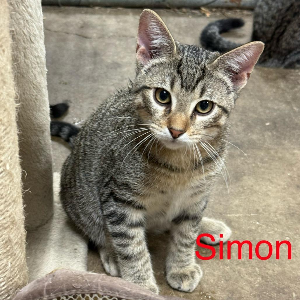 Simon