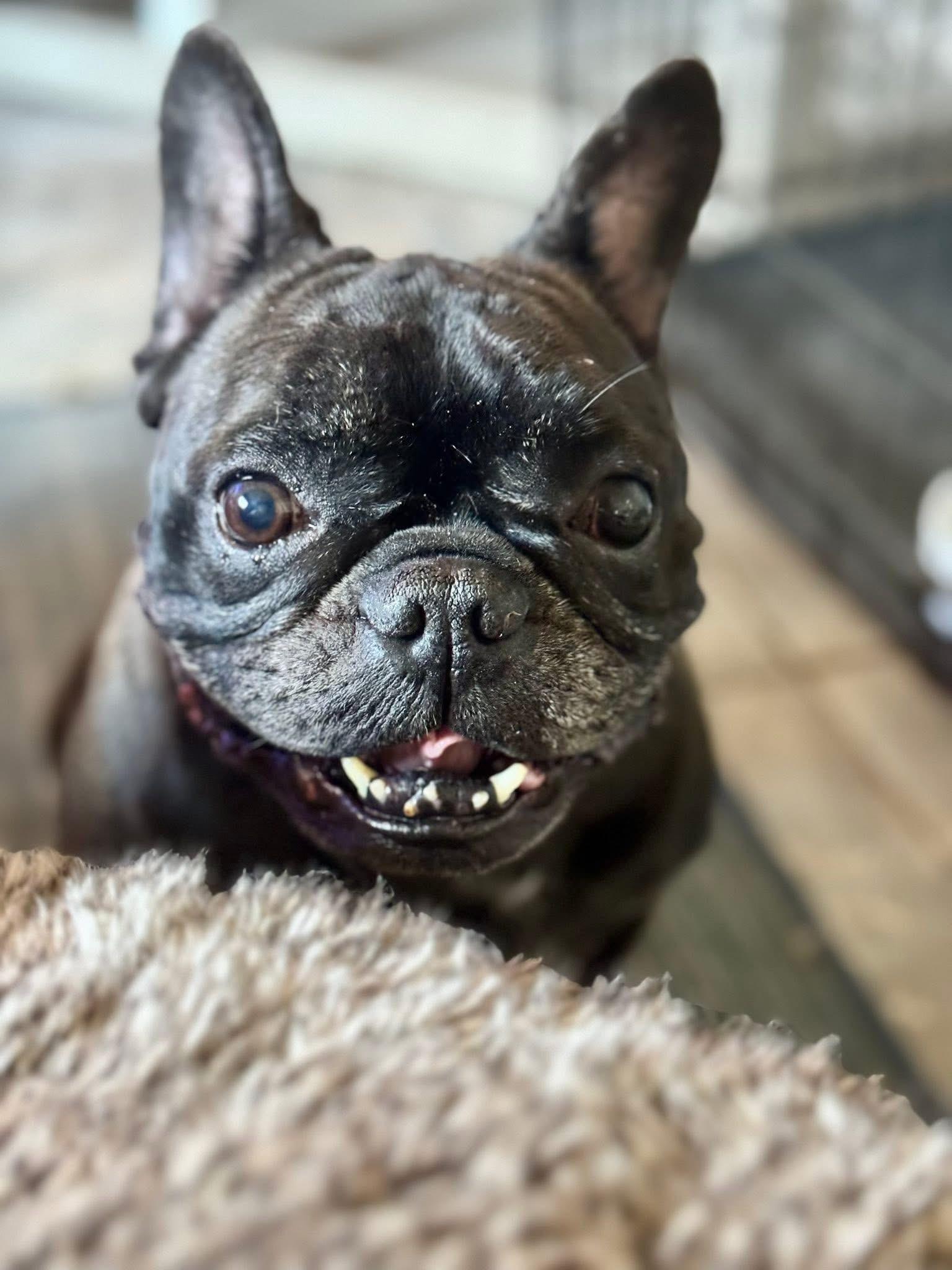 Gordo