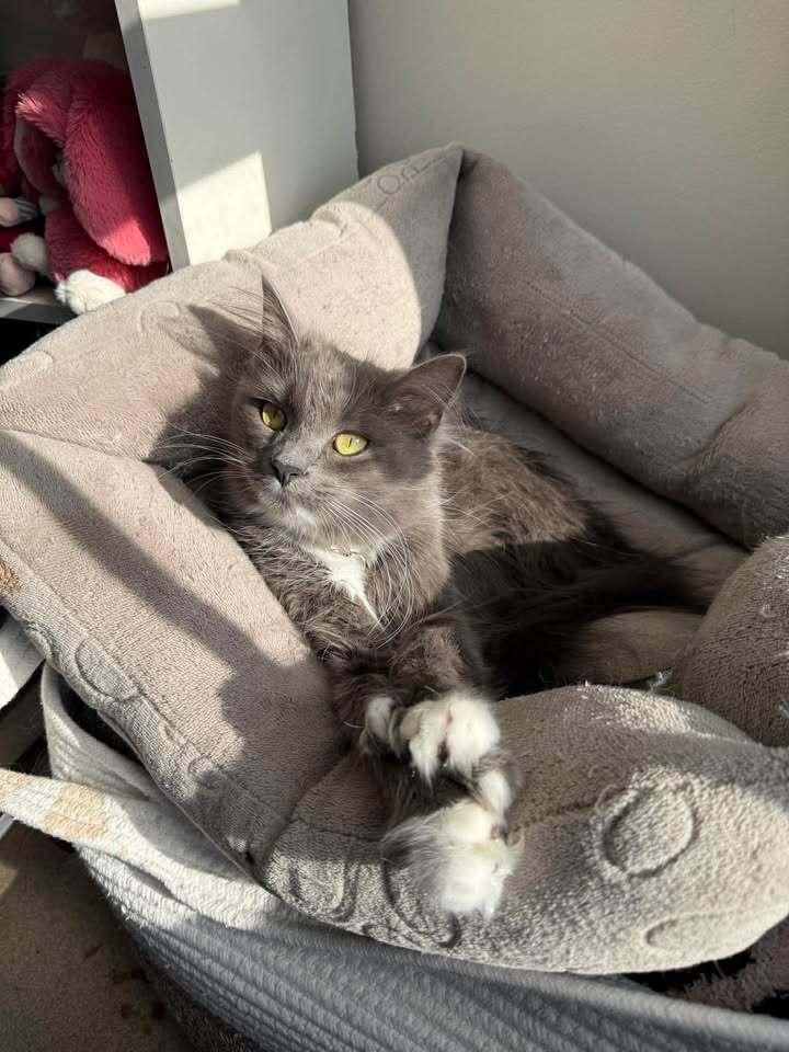 Enlarge ZoZo, a Adoptable mixed breed in Woodbridge, VA image 2/5