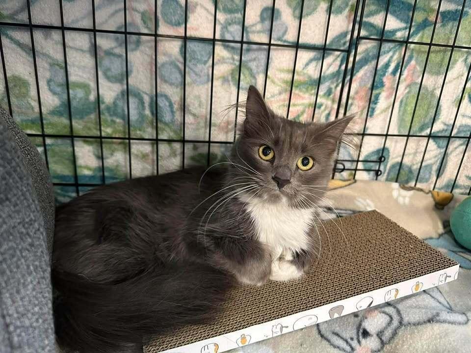 Enlarge ZoZo, a Adoptable mixed breed in Woodbridge, VA image 3/5