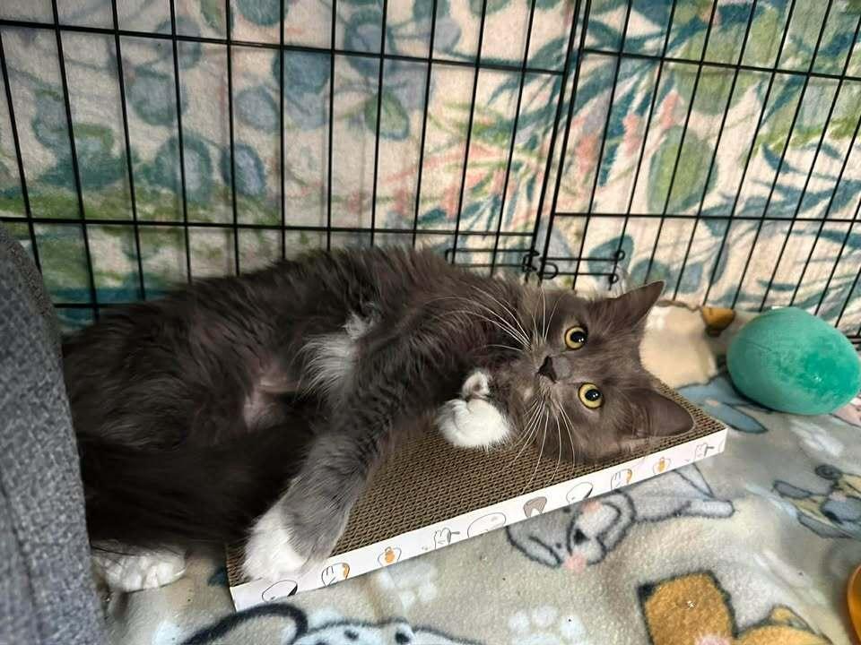 Enlarge ZoZo, a Adoptable mixed breed in Woodbridge, VA image 4/5