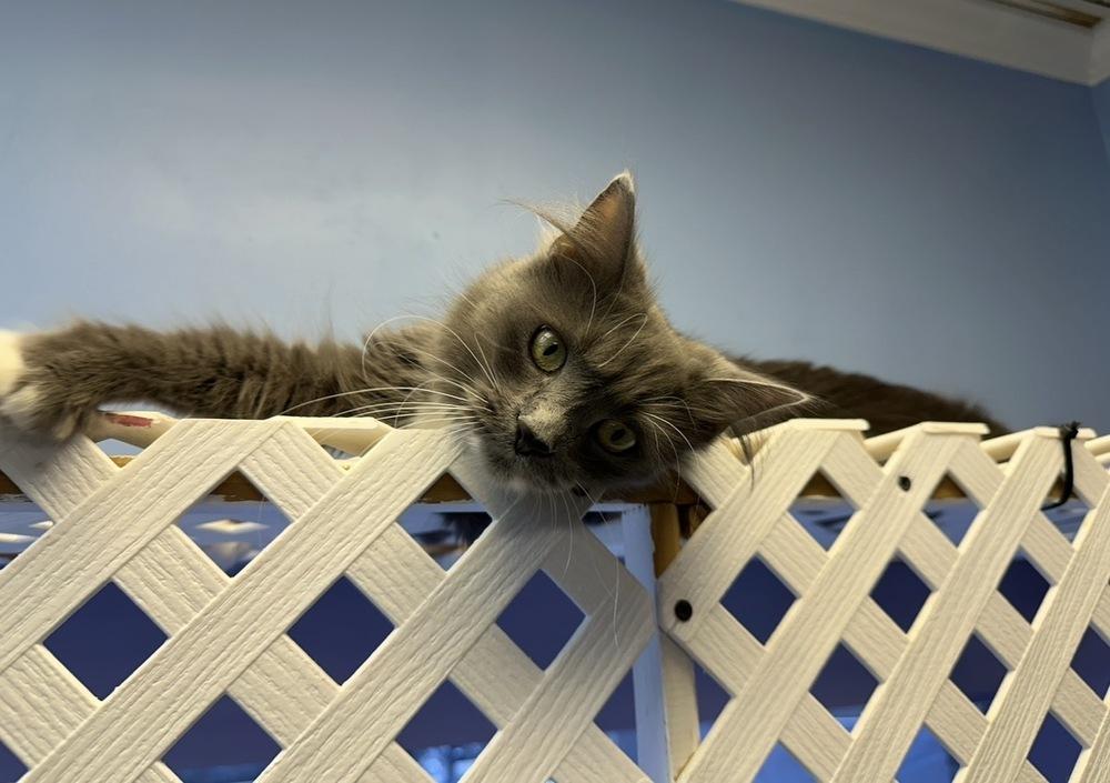 ZoZo, a Adoptable mixed breed in Woodbridge, VA image 5/6