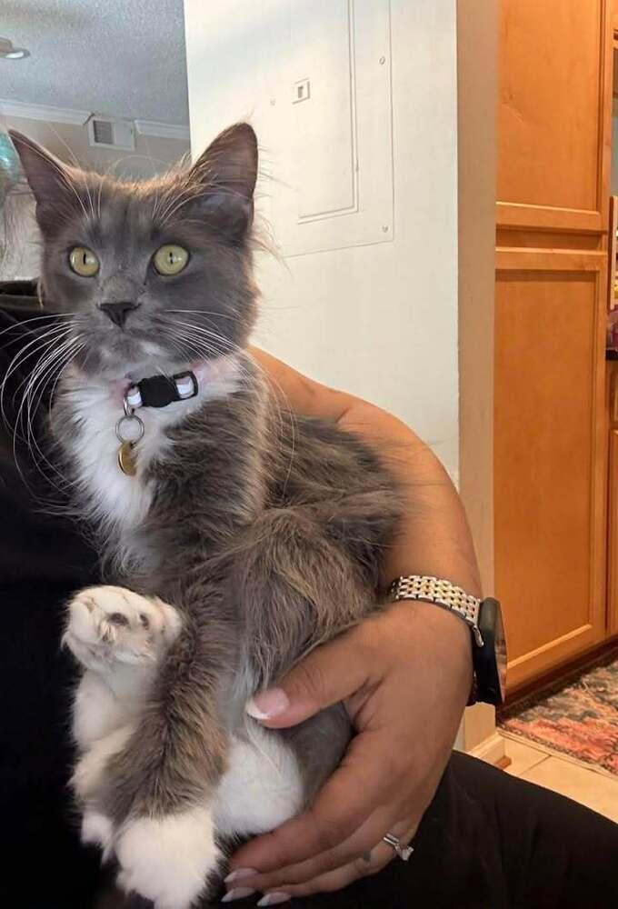 Enlarge ZoZo, a Adoptable mixed breed in Woodbridge, VA image 5/5