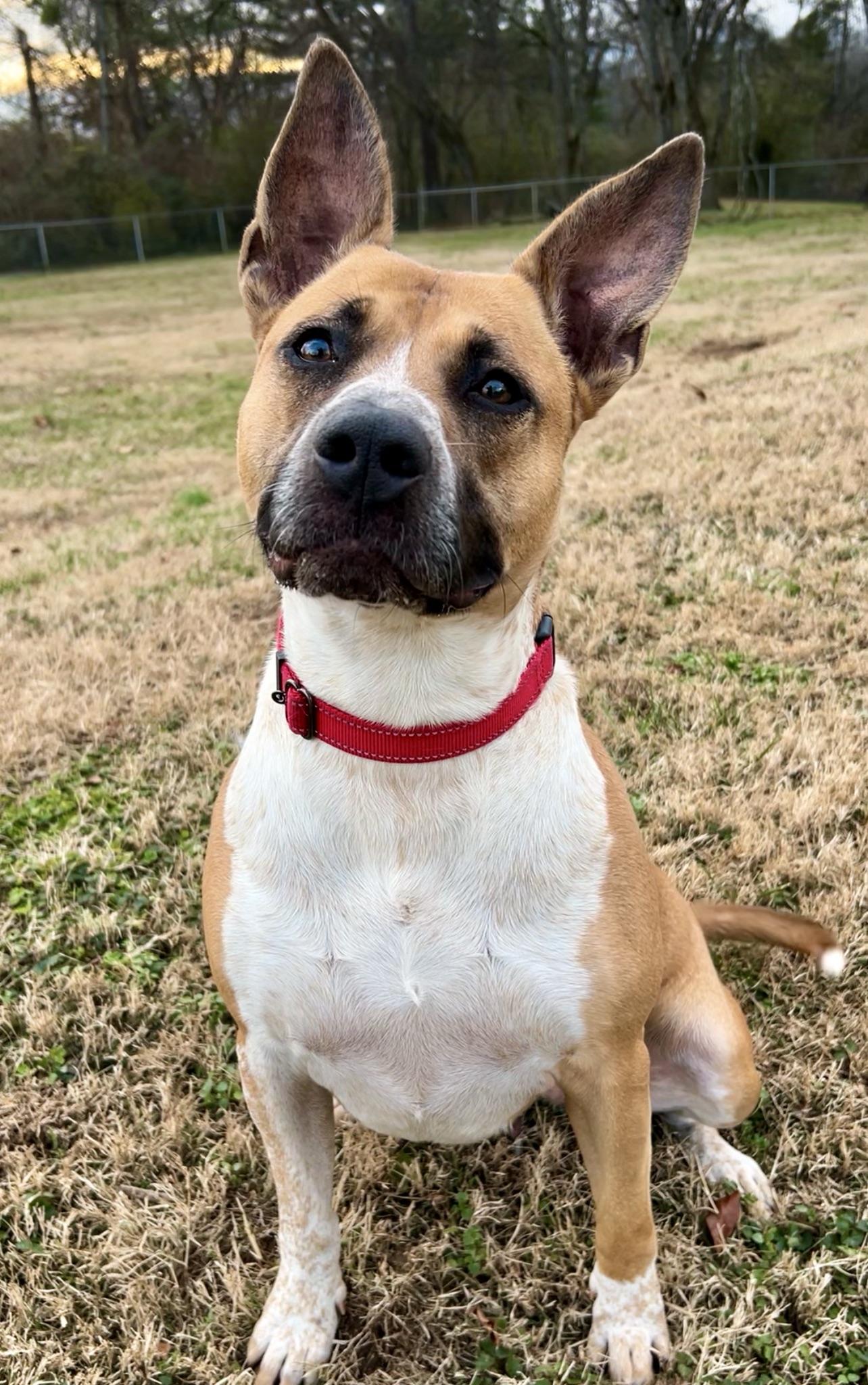 Laurie Ann, Adoptable, Adult Female Mixed Breed.