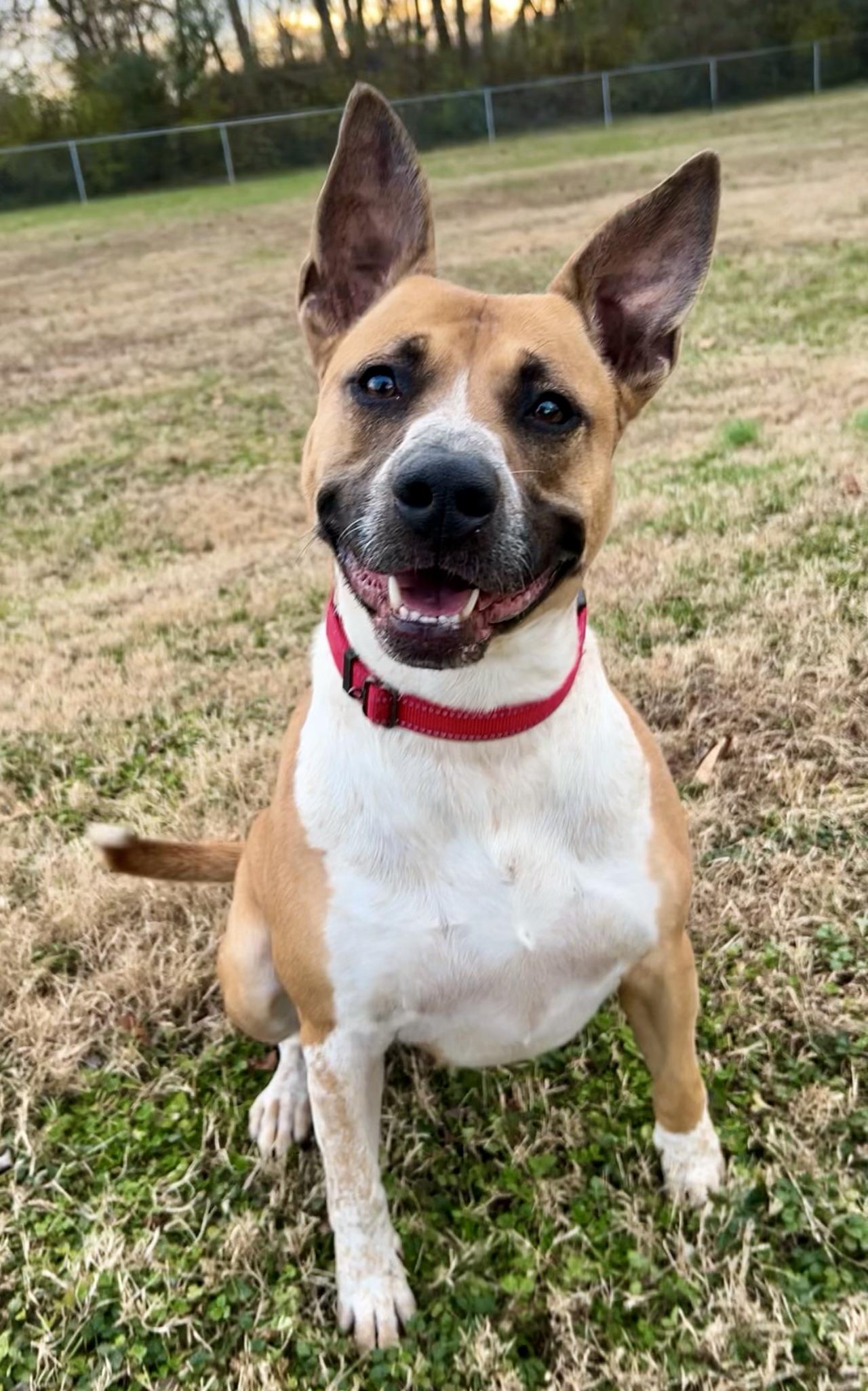 Enlarge Laurie Ann, a Adoptable Mixed Breed in Gallatin, TN image 2/2