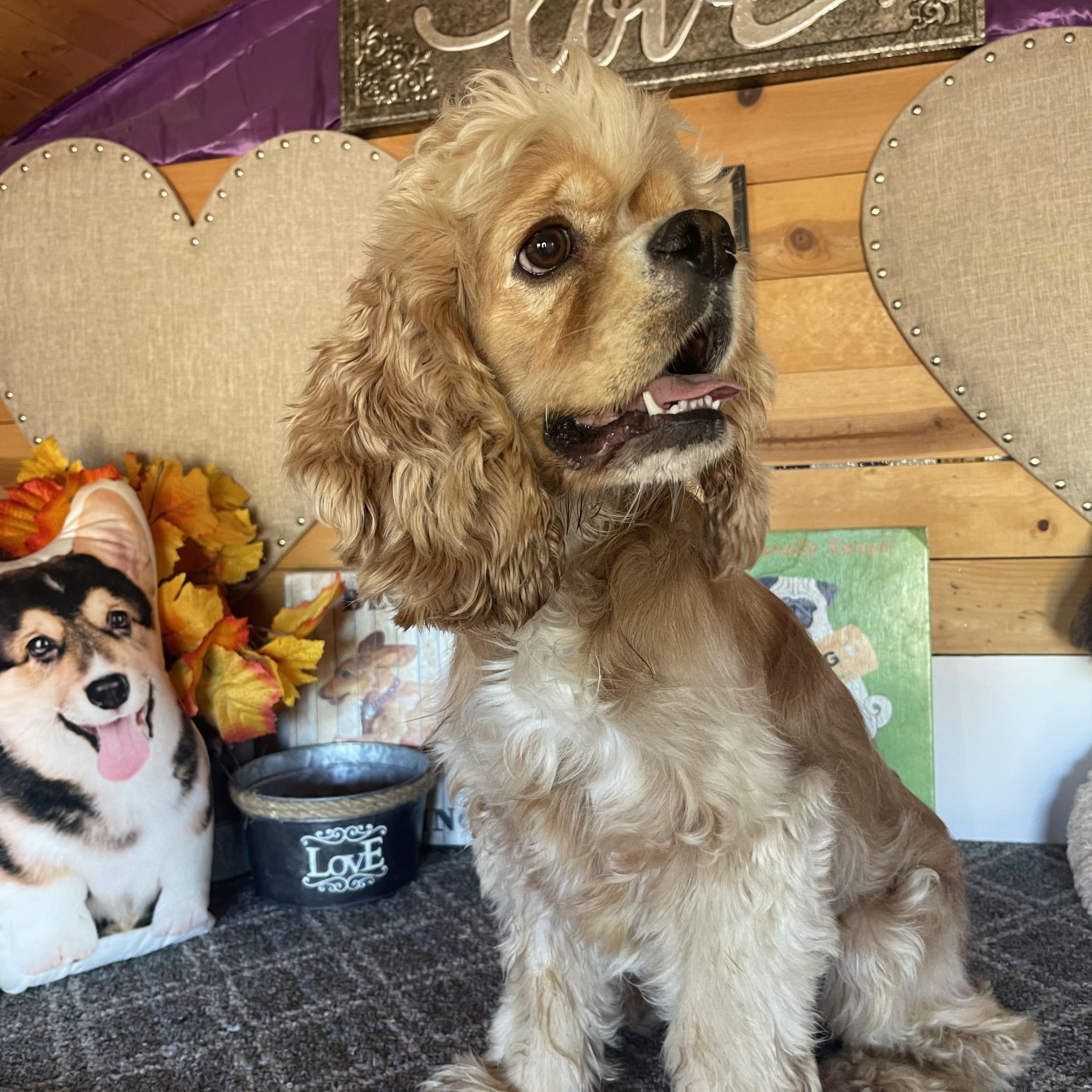 Charlie, Adopted, Young Male Cocker Spaniel.