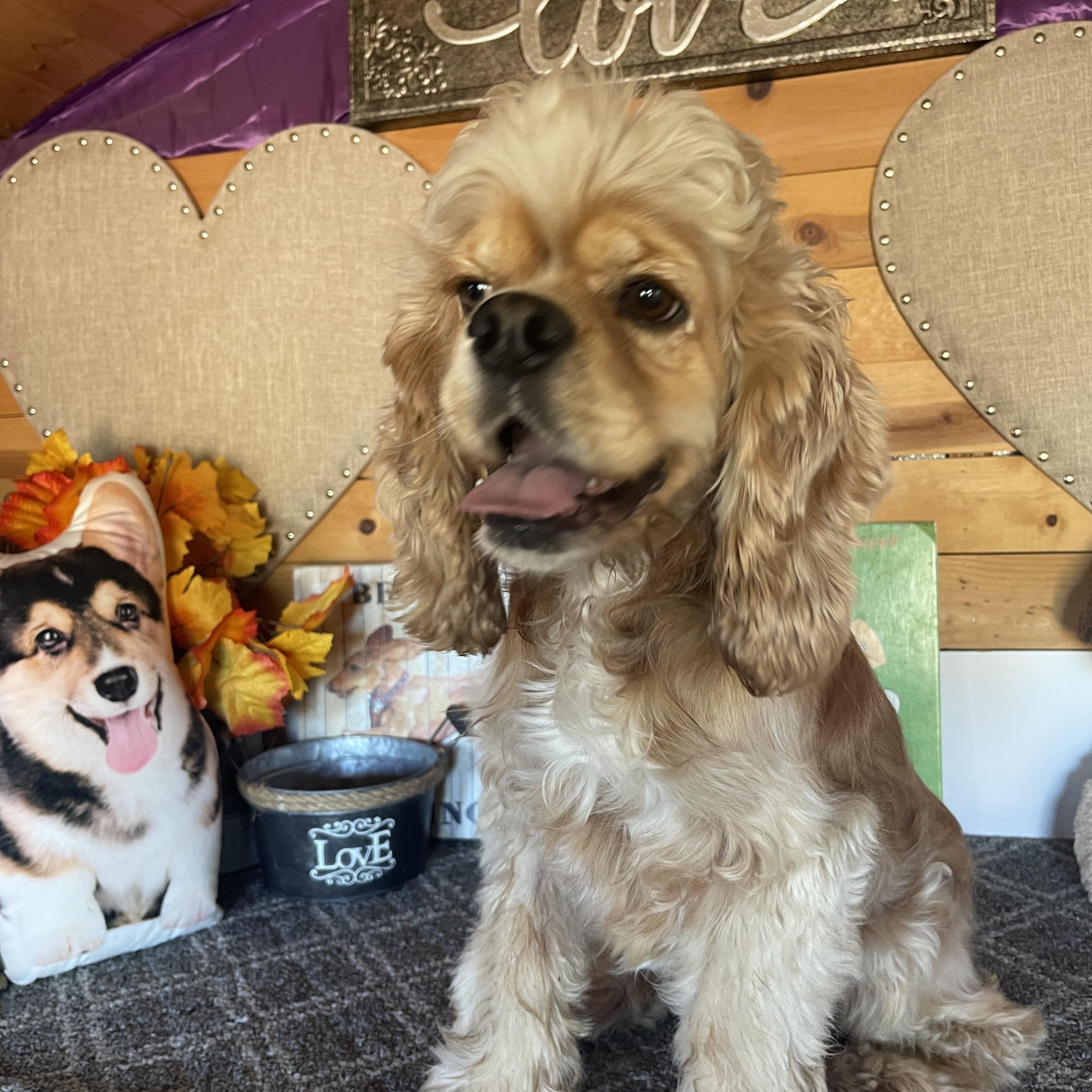 Enlarge Charlie, a Adopted Cocker Spaniel in Vacaville, CA image 3/5