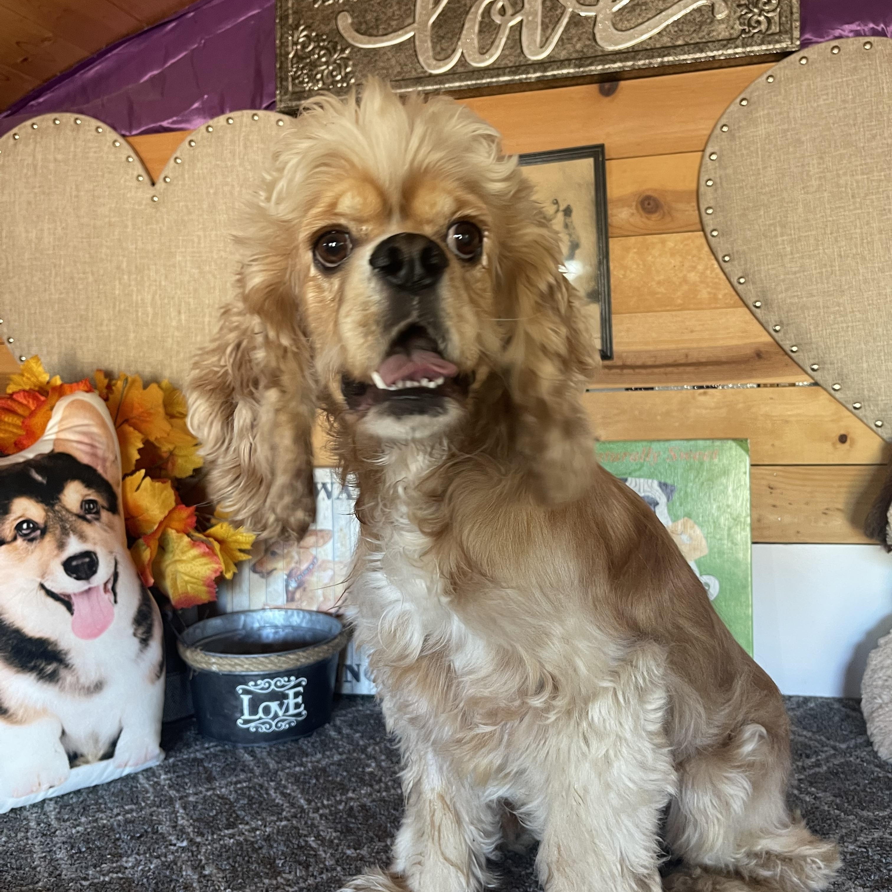 Enlarge Charlie, a Adopted Cocker Spaniel in Vacaville, CA image 5/5