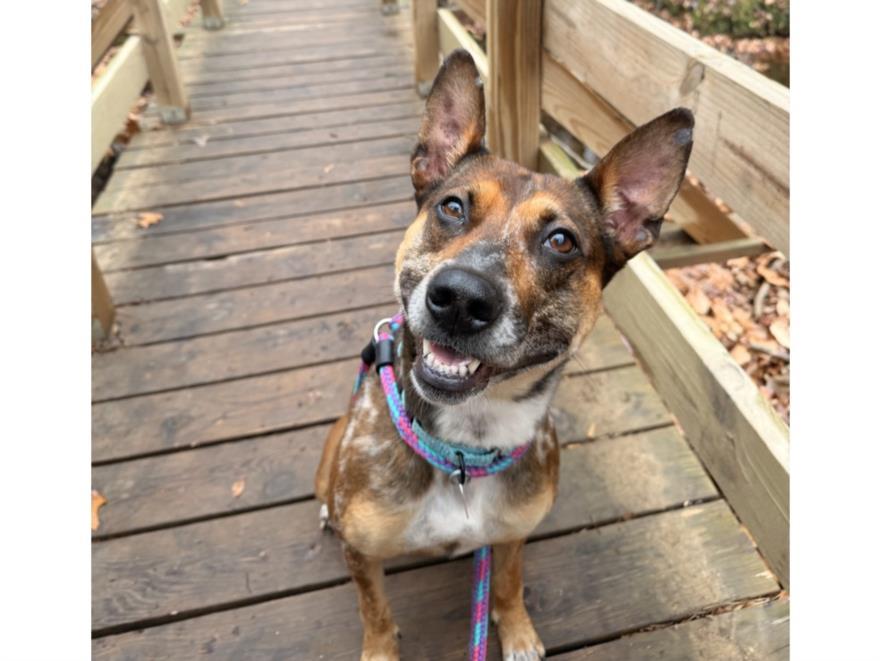 CRYSTAL, Adoptable, Young Female Terrier & Mixed Breed.