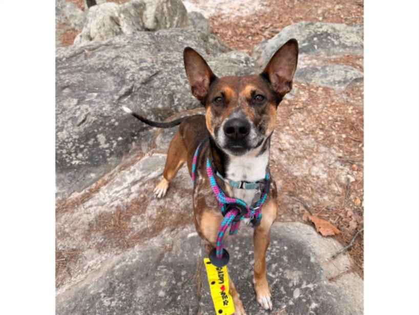 Enlarge CRYSTAL, a Adoptable Australian Cattle Dog / Blue Heeler in Chapel Hill, NC image 1/1