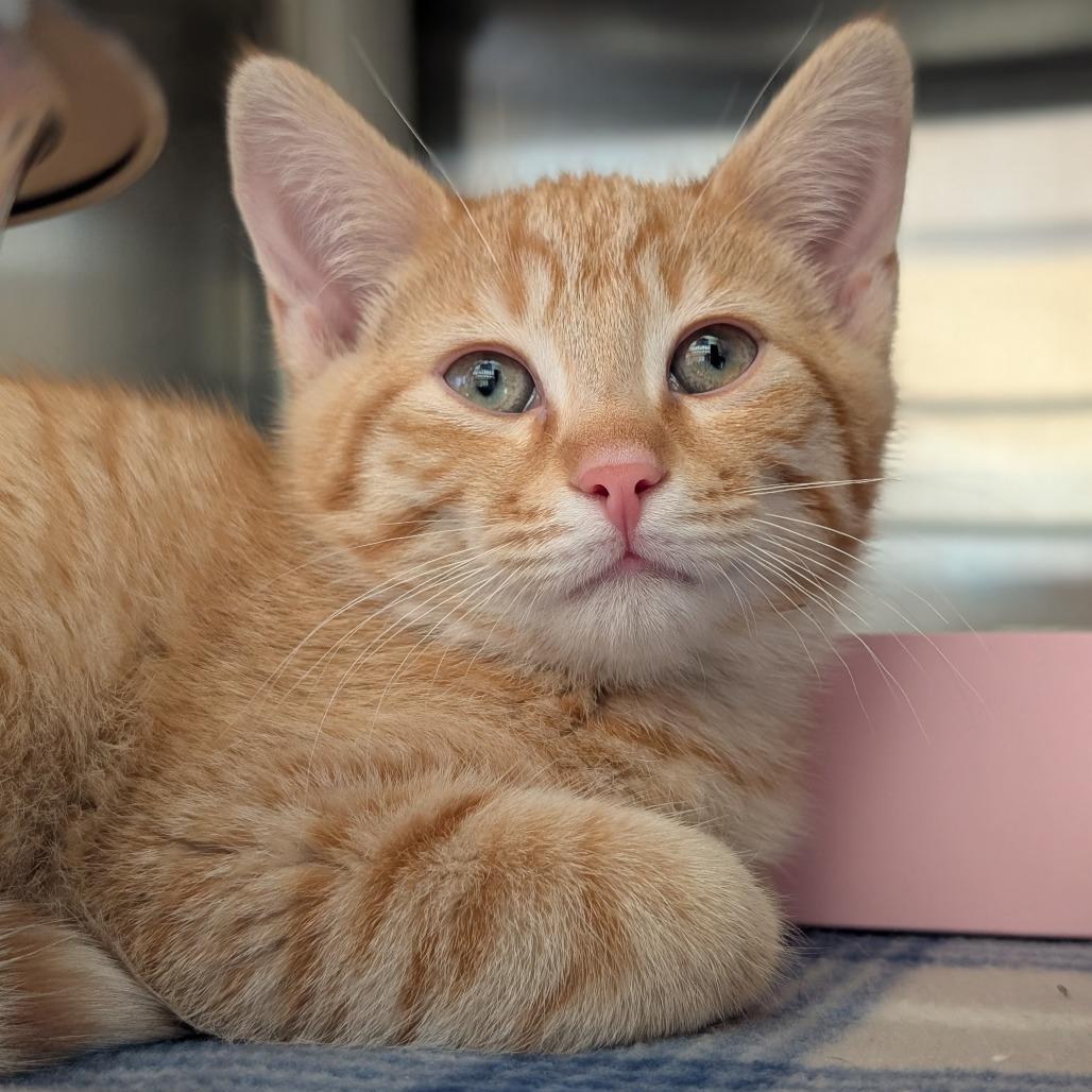 Antonio, a Adoptable Domestic Short Hair in Asheville, NC image 1/6
