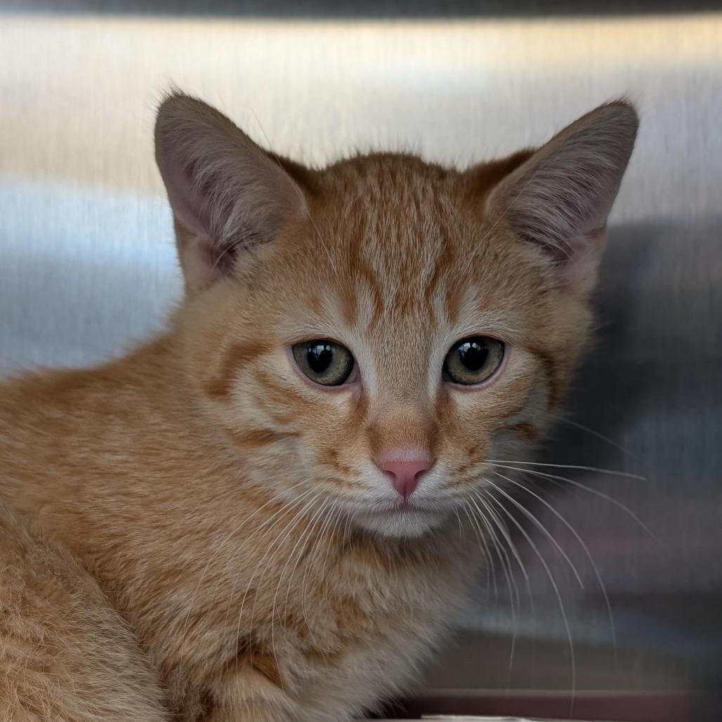 Antonio, a Adoptable Domestic Short Hair in Asheville, NC image 3/6