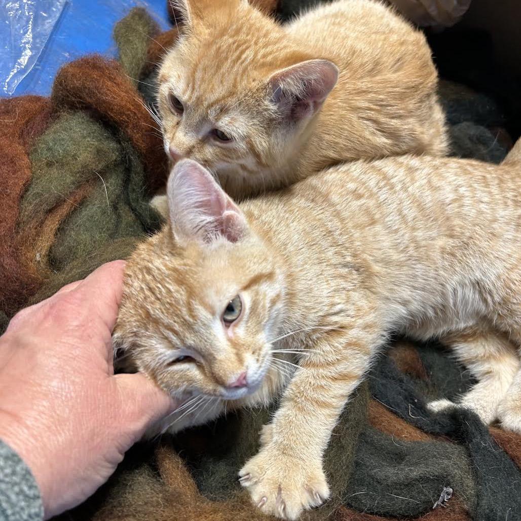 Antonio, a Adoptable Domestic Short Hair in Asheville, NC image 4/6