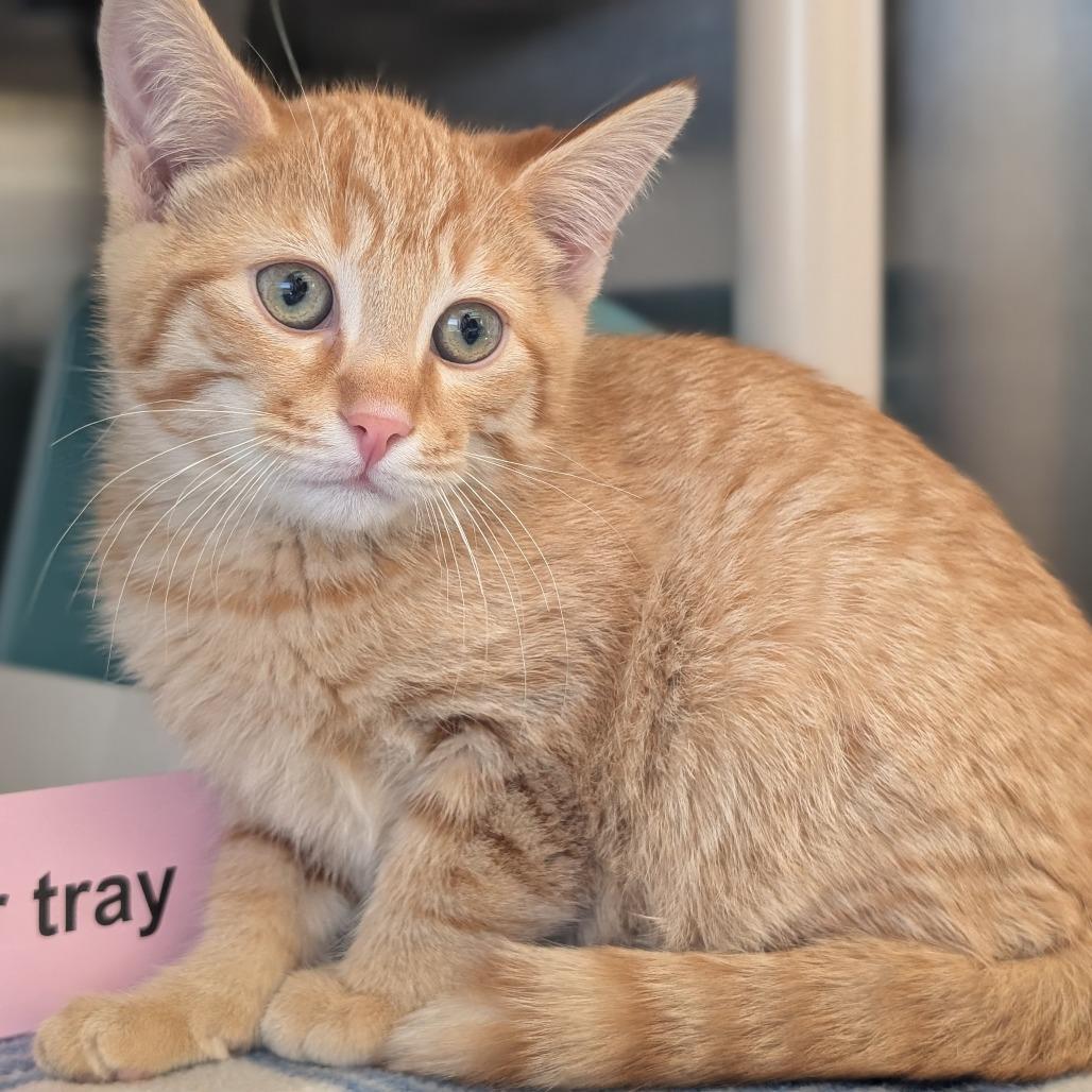 Antonio, a Adoptable Domestic Short Hair in Asheville, NC image 5/6