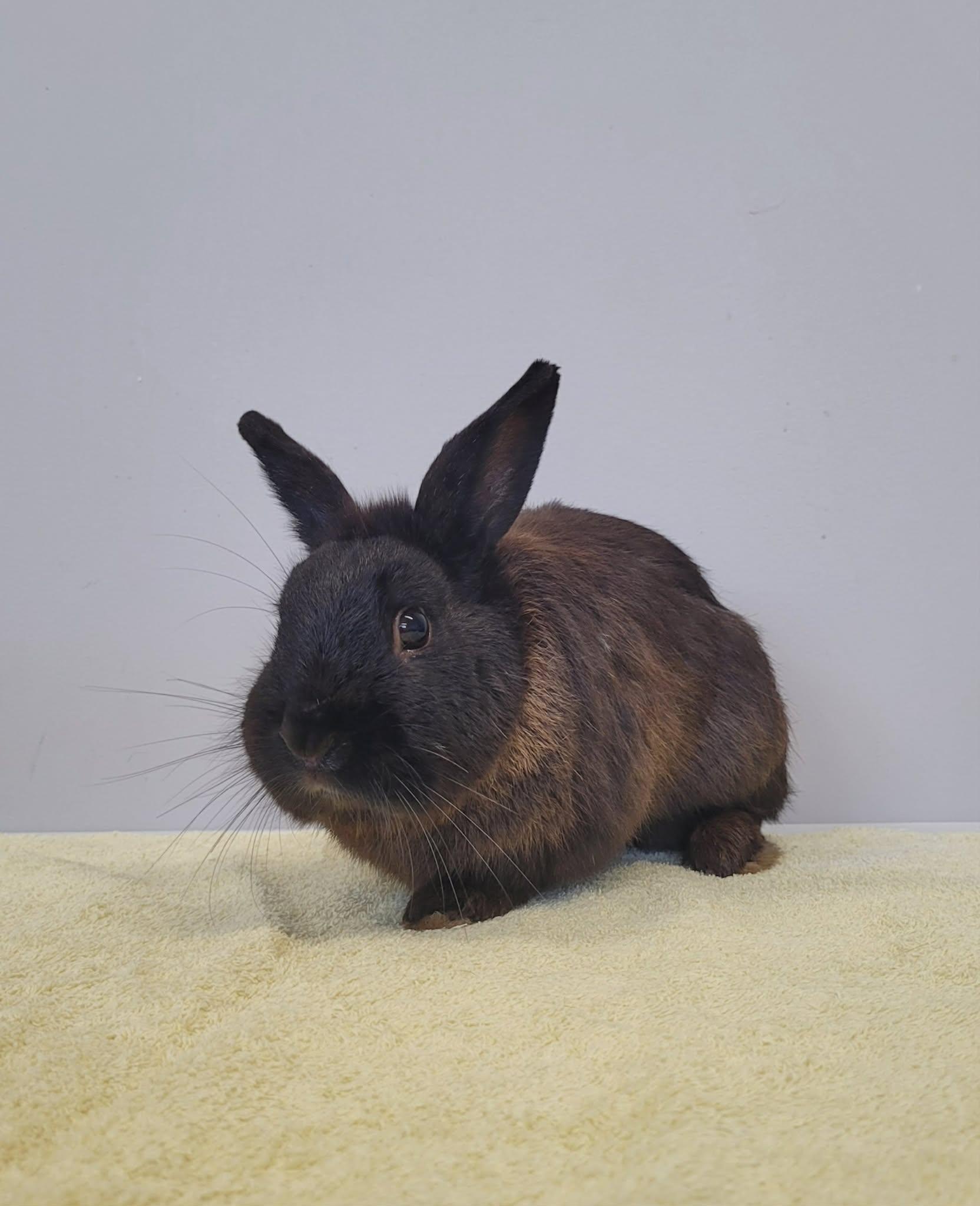 Mowgly, Adoptable, Adult Male Bunny Rabbit.