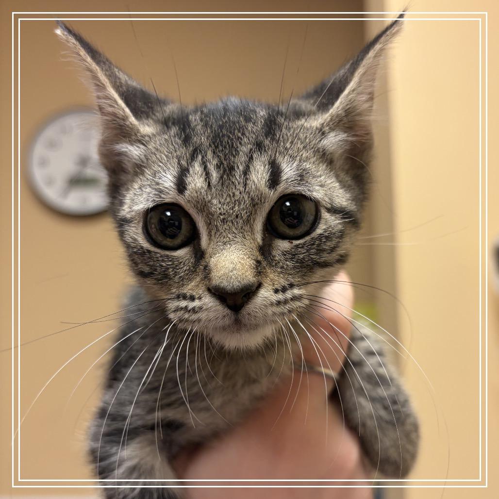 FWT Gizmo, Adoptable, Kitten Male Domestic Short Hair & Domestic Short Hair.