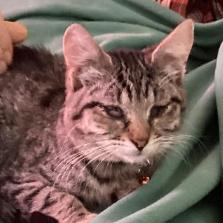 Gretchen, a Adoptable Domestic Short Hair in Redwood Valley, CA image 2/6