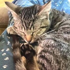 Gretchen, a Adoptable Domestic Short Hair in Redwood Valley, CA image 3/6