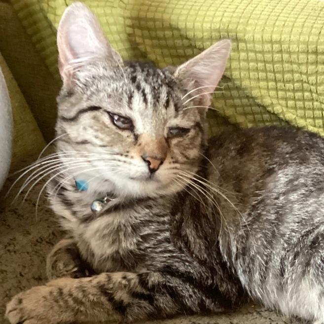 Gretchen, a Adoptable Domestic Short Hair in Redwood Valley, CA image 4/6