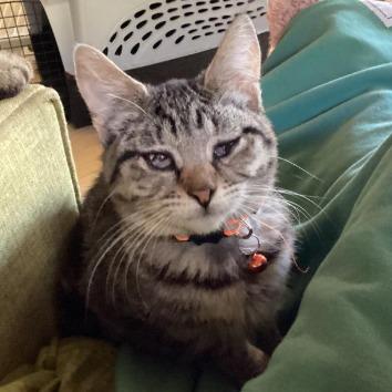 Gretchen, a Adoptable Domestic Short Hair in Redwood Valley, CA image 5/6