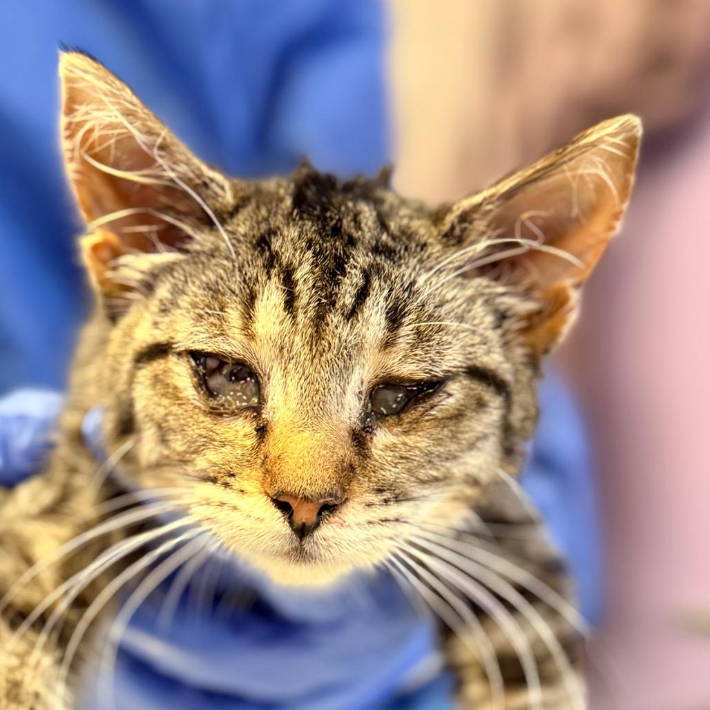 Gretchen, a Adoptable Domestic Short Hair in Redwood Valley, CA image 6/6