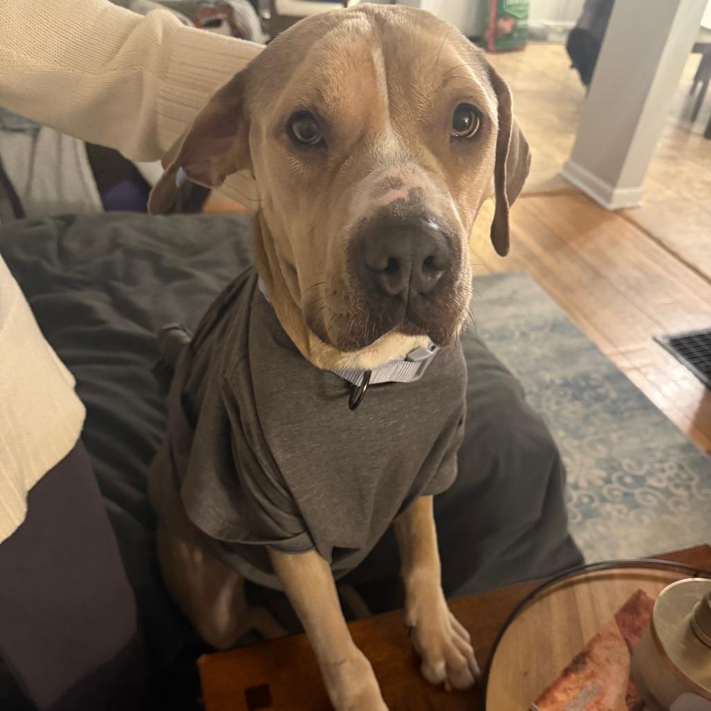 Hope, Adoptable, Adult Female Mixed Breed.