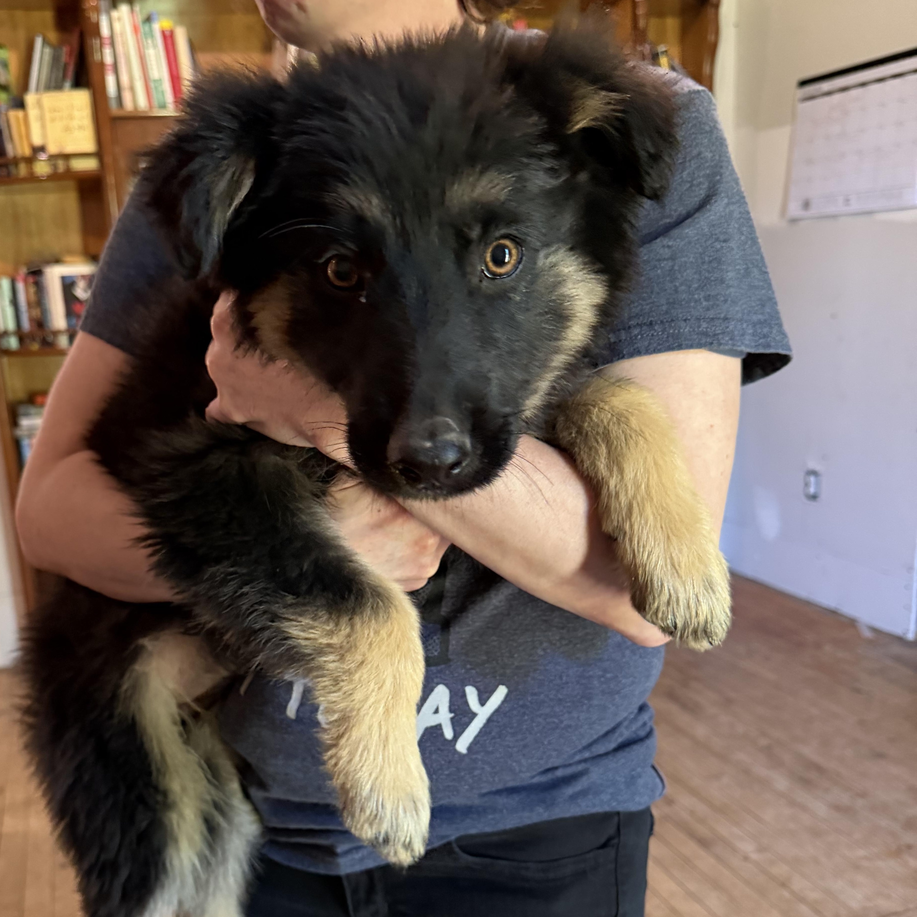 No Name Yet, adopted, Puppy Male German Shepherd Dog.