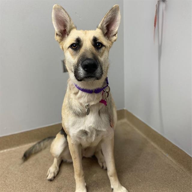 Enlarge TARA, a Adoptable mixed breed in Aurora, CO image 1/1