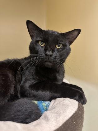 Yamaha, Adoptable, Adult Male Domestic Short Hair & Domestic Short Hair.